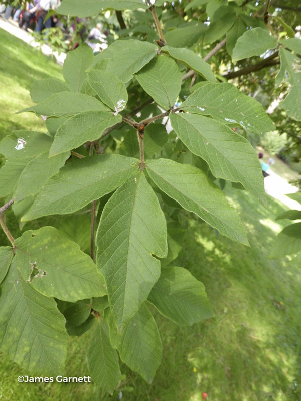 Photo Acer maximowiczianum