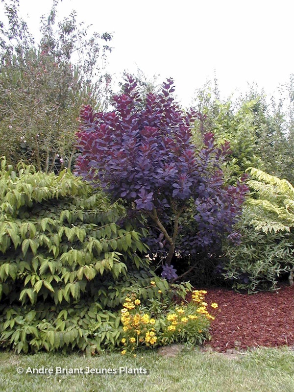 Photo Cotinus coggygria 'Royal Purple'