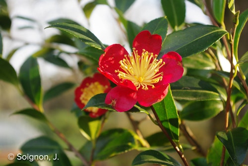 Photo Camellia x vernalis 'Yuletide'