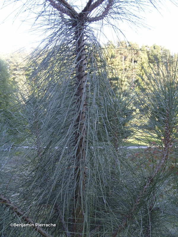 Photo Pinus coulteri