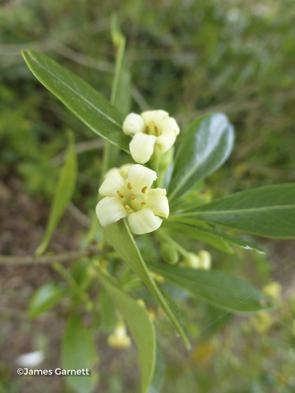 Photo Pittosporum heterophyllum