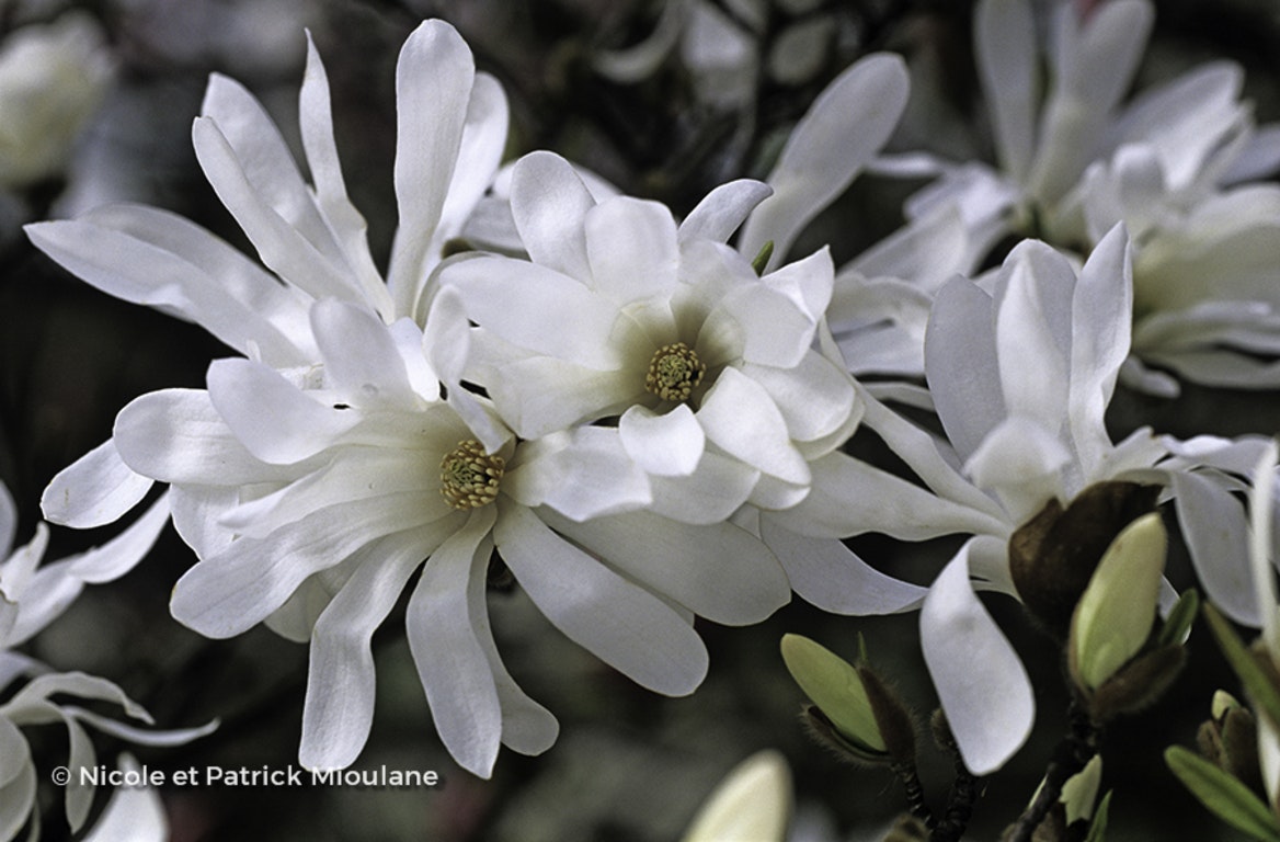 Image de Magnolia stellata