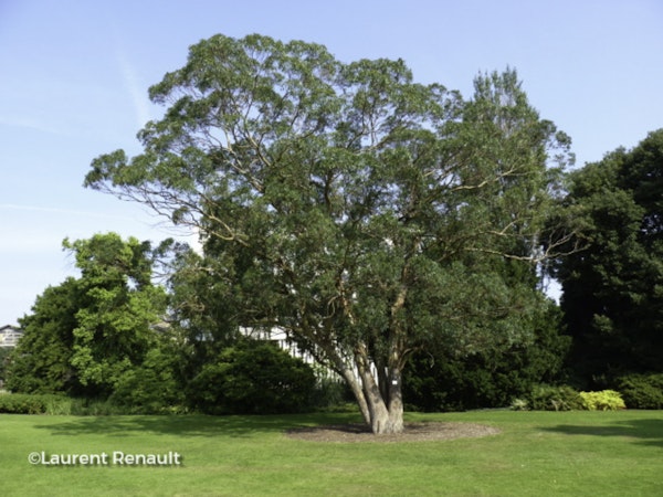 Photo Eucalyptus gunnii