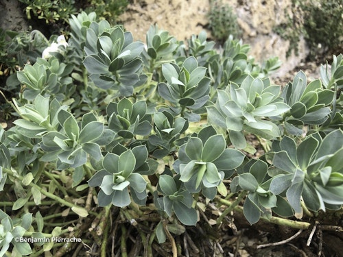 Photo Euphorbia myrsinites