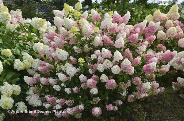 Photo Hydrangea paniculata 'Rensun' SUNDAE FRAISE®