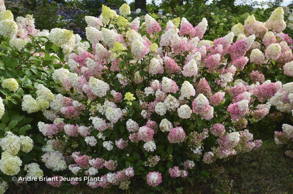 Image de Hydrangea paniculata 'Rensun' SUNDAE FRAISE®