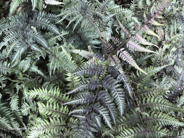 Photo Anisocampium niponicum ( Pictum Group )