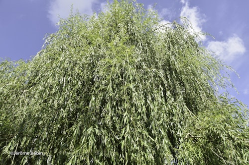 Photo Salix babylonica 'Pendula'