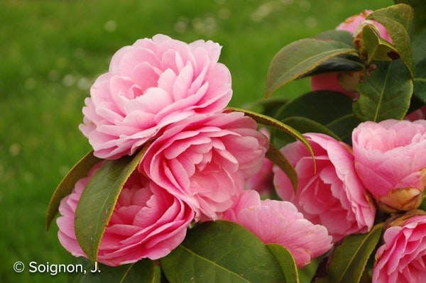 Photo Camellia 'Lovely Lady'