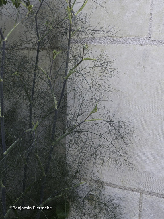 Image de Foeniculum vulgare 'Purpureum'