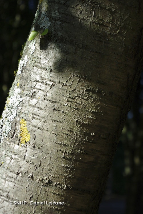 Photo Prunus mahaleb