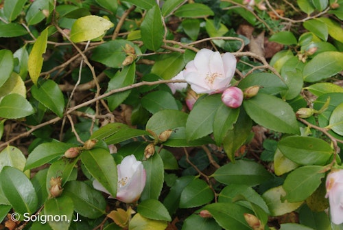 Photo Camellia 'Quintessence'