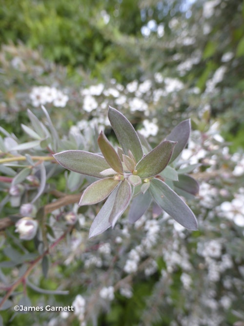 Photo Leptospermum 'Silver Sheen'