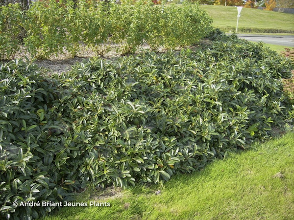 Photo Prunus laurocerasus 'Mount Vernon'