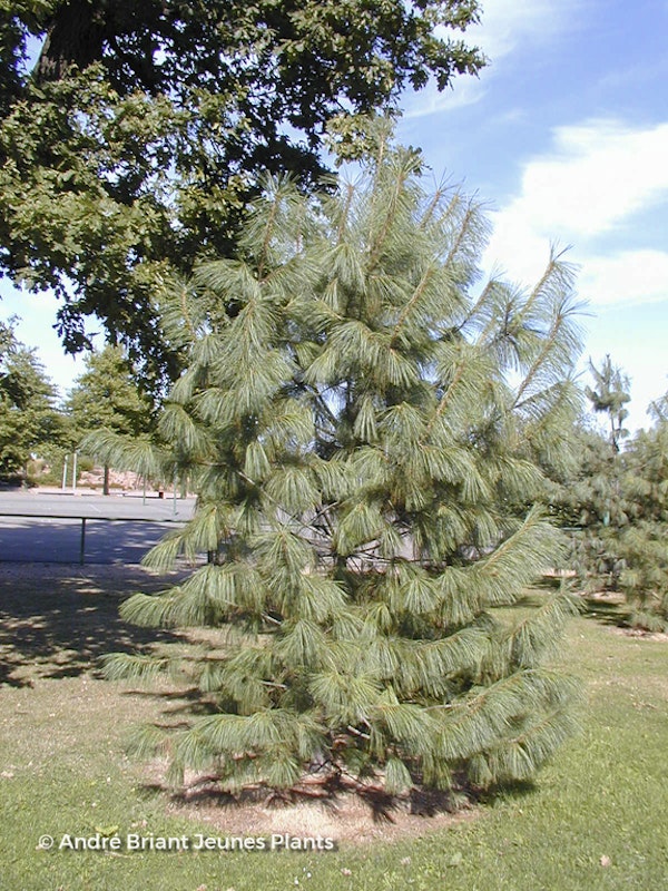 Photo Pinus wallichiana