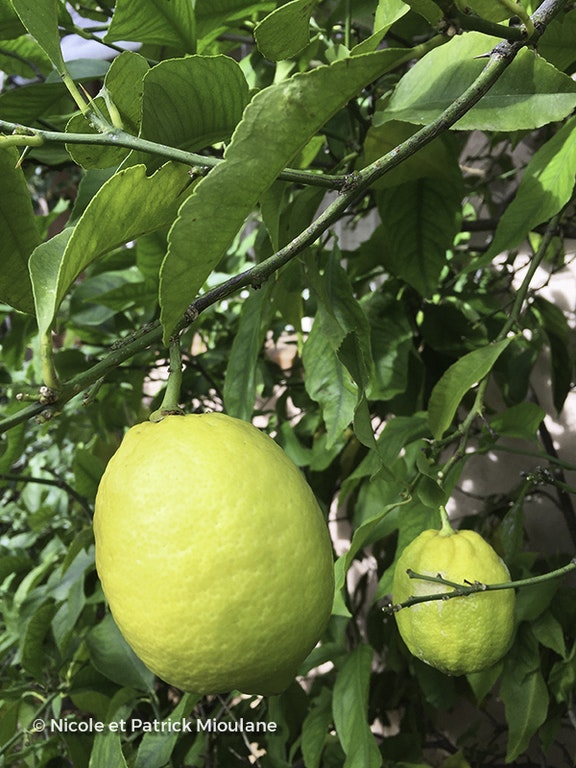 Image de Citrus x limon