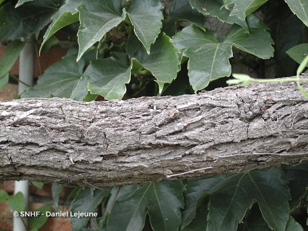 Photo Parthenocissus tricuspidata