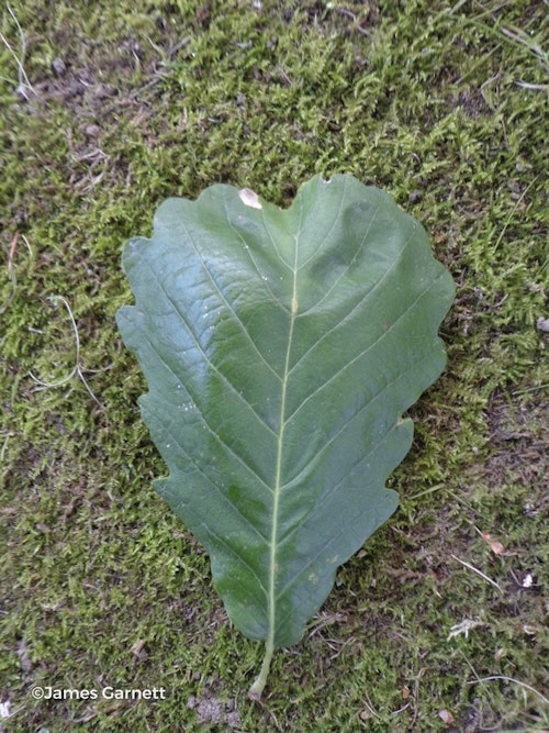Photo Quercus canariensis