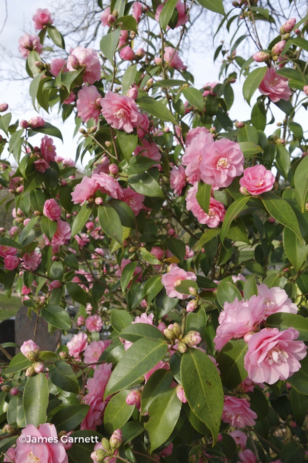 Photo Camellia 'Spring Festival'