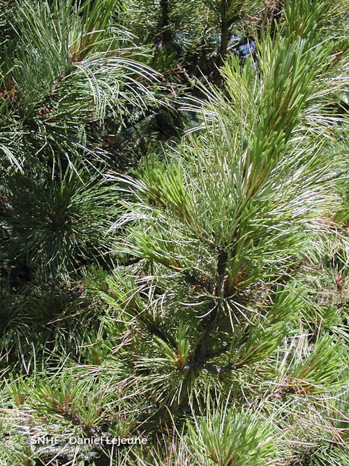 Photo Pinus cembra