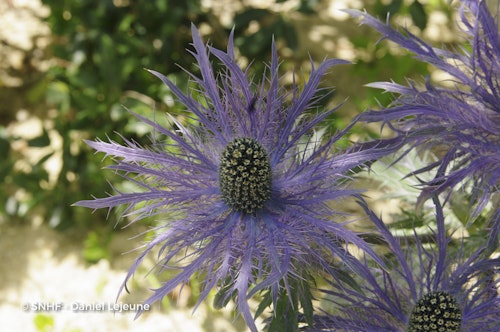 Photo Eryngium alpinum 'Blue Star'