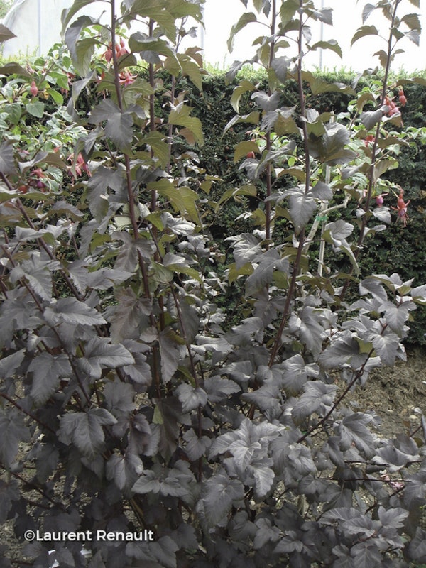 Photo Physocarpus opulifolius 'Diabolo'