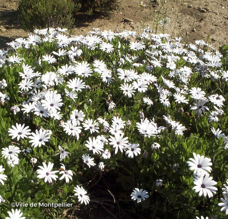 Image de Osteospermum 'White Pim'