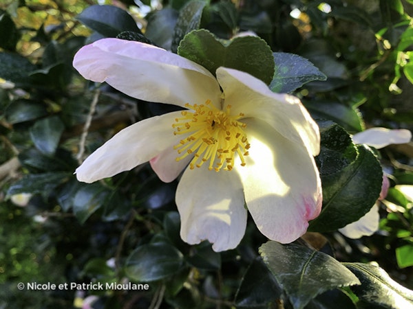 Photo Camellia sasanqua