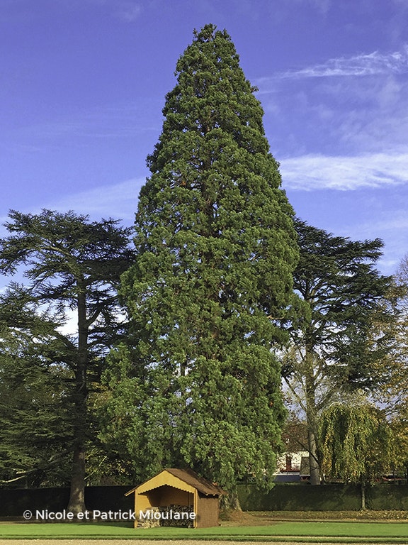 Image de Sequoiadendron giganteum
