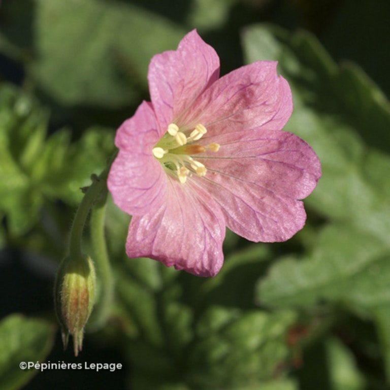 Image de Geranium endressii 'Wargrave Pink'