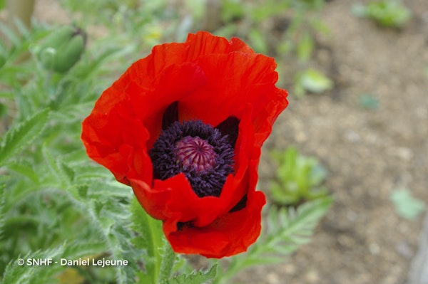 Photo Papaver ( Oriental Group ) 'Beauty of Livermere'