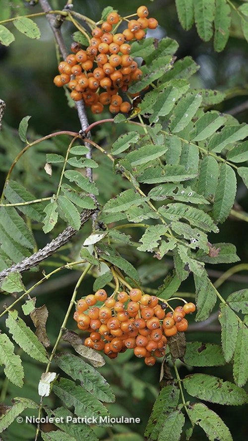Photo Sorbus aucuparia