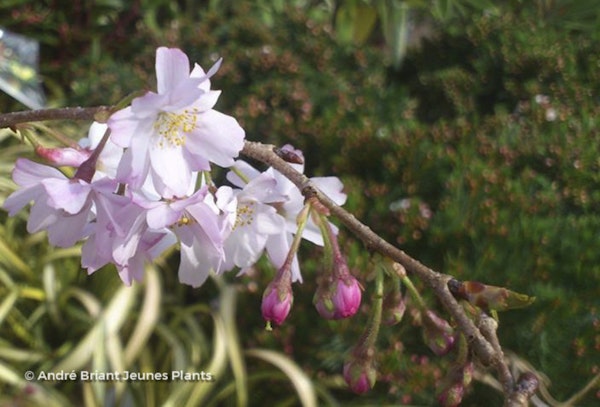 Photo Prunus x subhirtella 'Autumnalis Rosea'