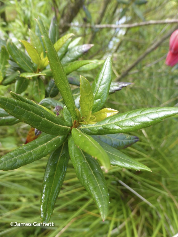 Image de Crinodendron hookerianum
