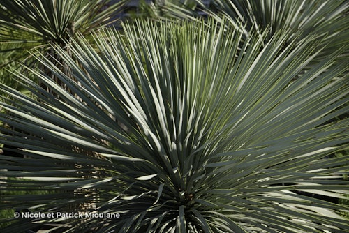 Photo Yucca rostrata