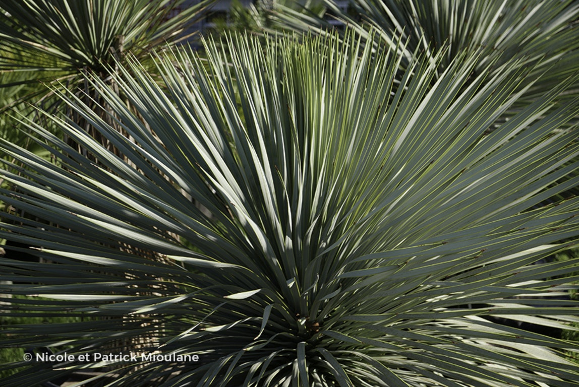 Image de Yucca rostrata