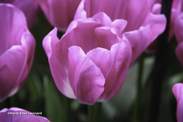 Photo Tulipa spp.