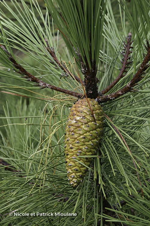 Photo Pinus pinaster