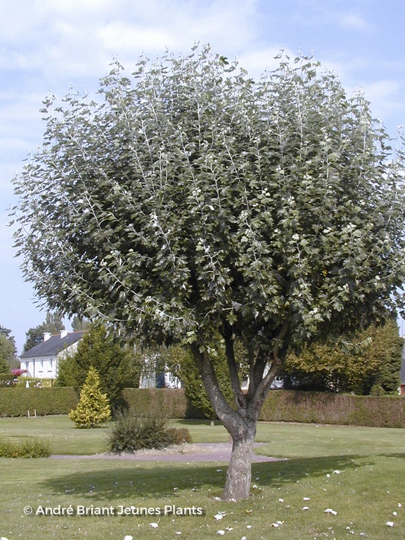 Image de Populus alba 'Nivea'