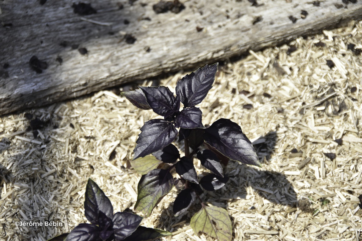 Image de Ocimum basilicum ( Purple Group )
