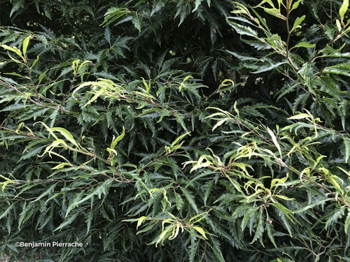 Photo Fagus sylvatica 'Aspleniifolia'