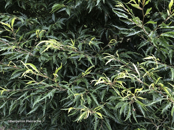 Photo Fagus sylvatica 'Aspleniifolia'