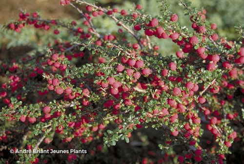 Photo Cotoneaster microphyllus