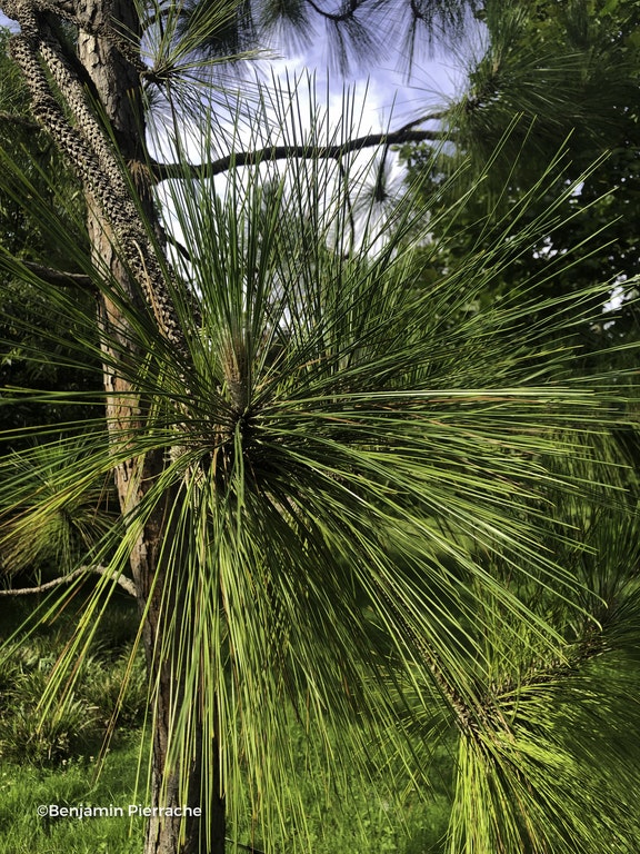 Image de Pinus palustris