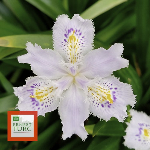 Photo Iris japonica