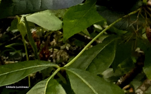 Photo Ptelea trifoliata