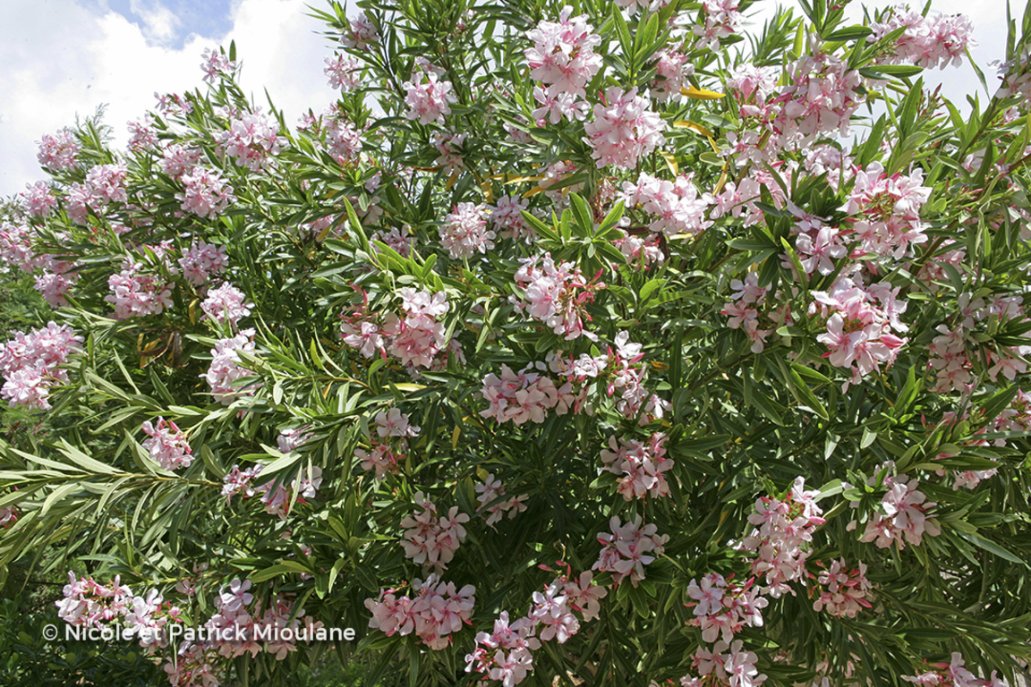 Floriscope | Nerium Oleander