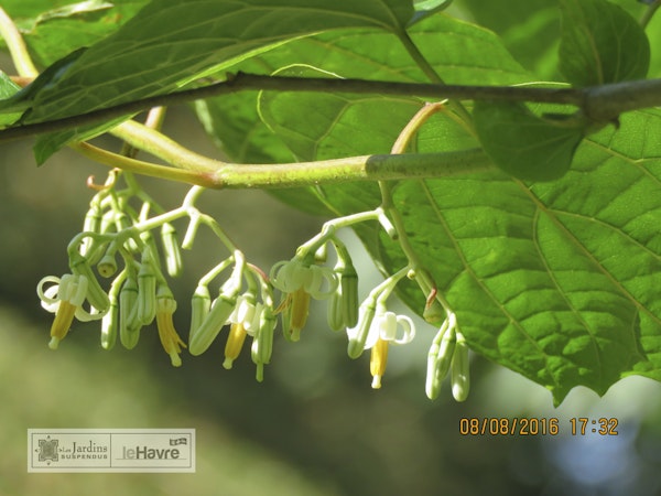 Photo Alangium platanifolium