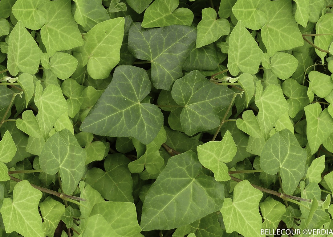 Image de Hedera algeriensis ALGERIAN BELLECOUR®