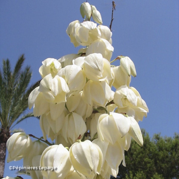 Photo Yucca filamentosa